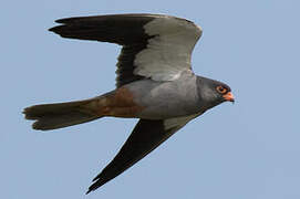 Amur Falcon