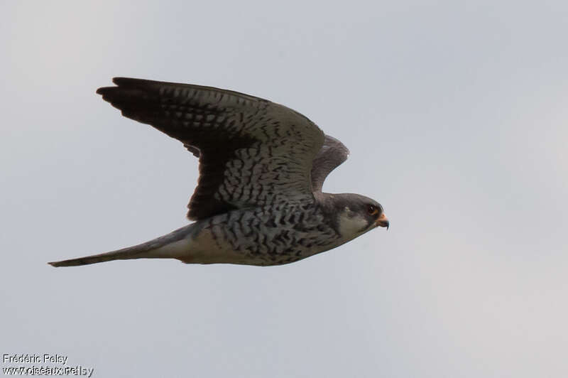 Amur Falcon female adult breeding, pigmentation, Flight