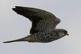 Amur Falcon