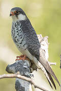 Amur Falcon