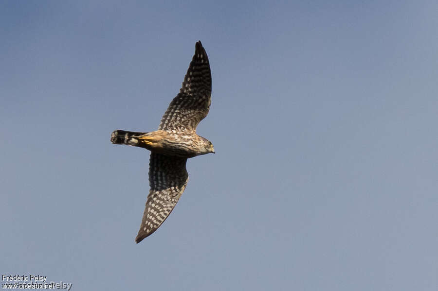 Merlin male adult, pigmentation, Flight