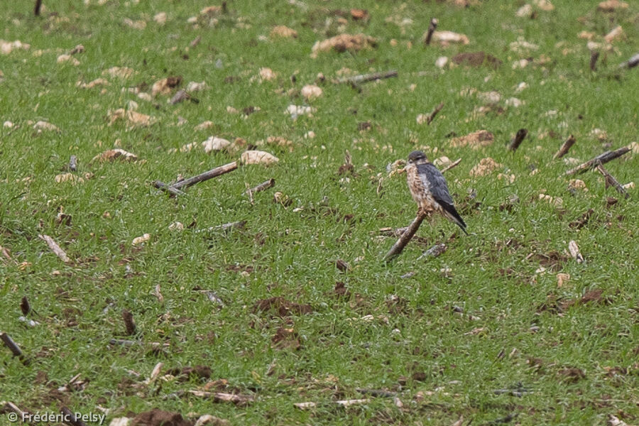 Merlin male adult