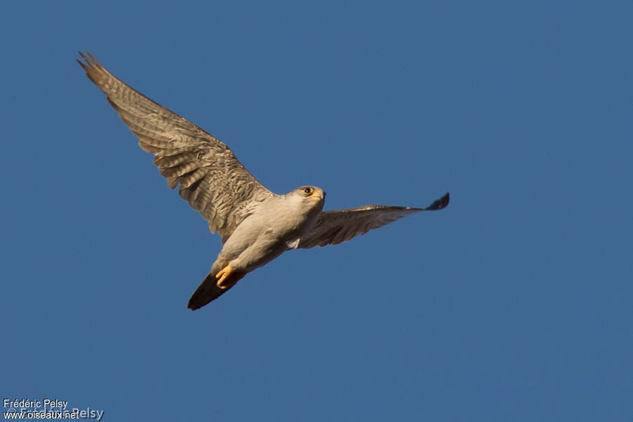 Grey Falconadult, Flight