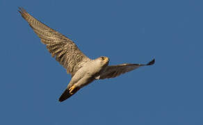 Grey Falcon