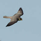 Eurasian Hobby