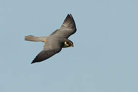 Eurasian Hobby