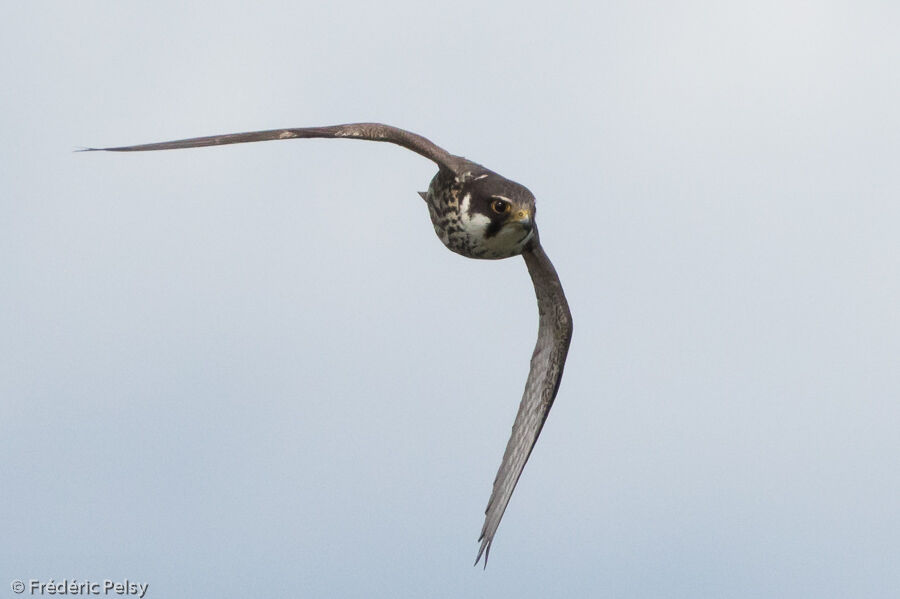 Eurasian Hobbyadult, Flight