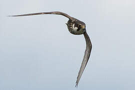 Eurasian Hobby