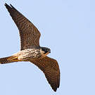 Eurasian Hobby