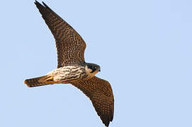 Eurasian Hobby