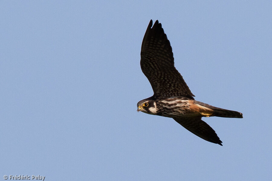 Eurasian Hobby, Flight