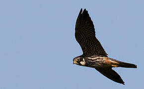 Eurasian Hobby