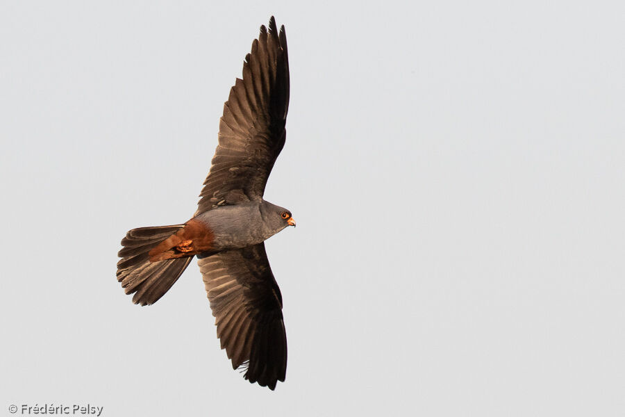 Red-footed Falcon male adult, Flight