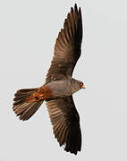 Red-footed Falcon