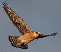 Red-footed Falcon