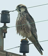 Lanner Falcon