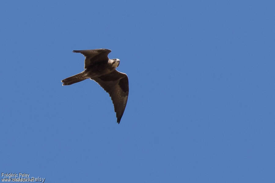 Black Falconadult, Flight