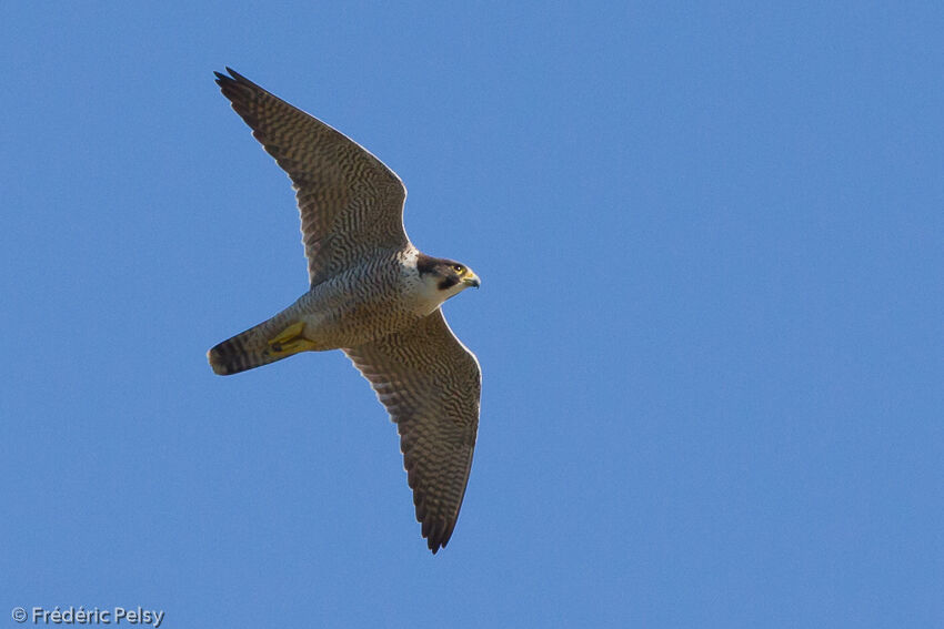 Peregrine Falconadult, Flight