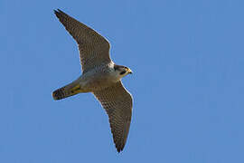 Peregrine Falcon