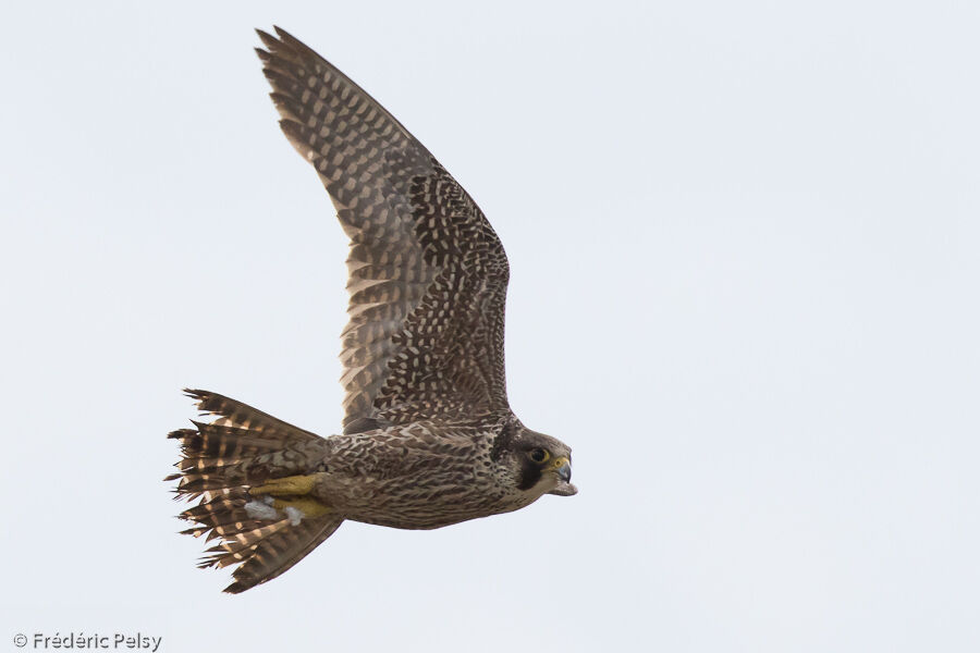 Peregrine FalconSecond year, Flight