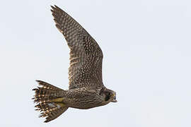 Peregrine Falcon