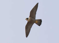 Peregrine Falcon