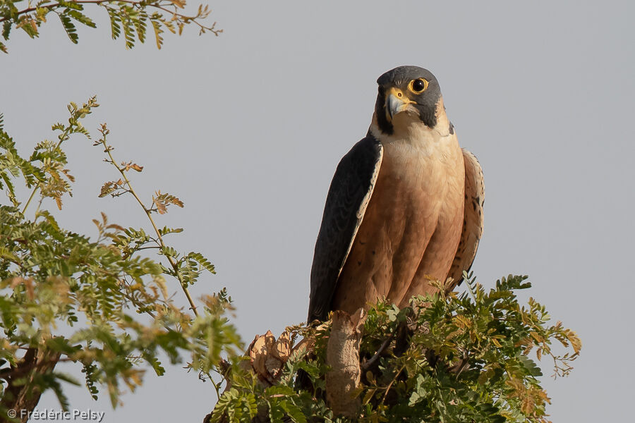 Peregrine Falcon