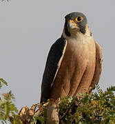 Peregrine Falcon