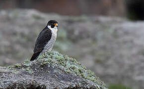 Peregrine Falcon