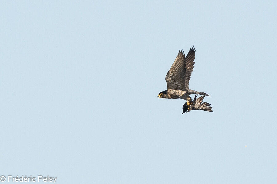 Peregrine Falcon