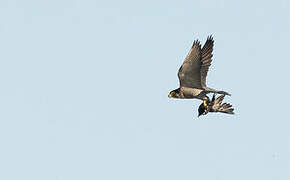 Peregrine Falcon