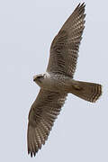 Saker Falcon