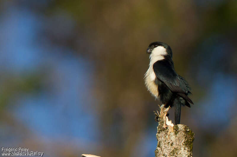 Philippine Falconetadult