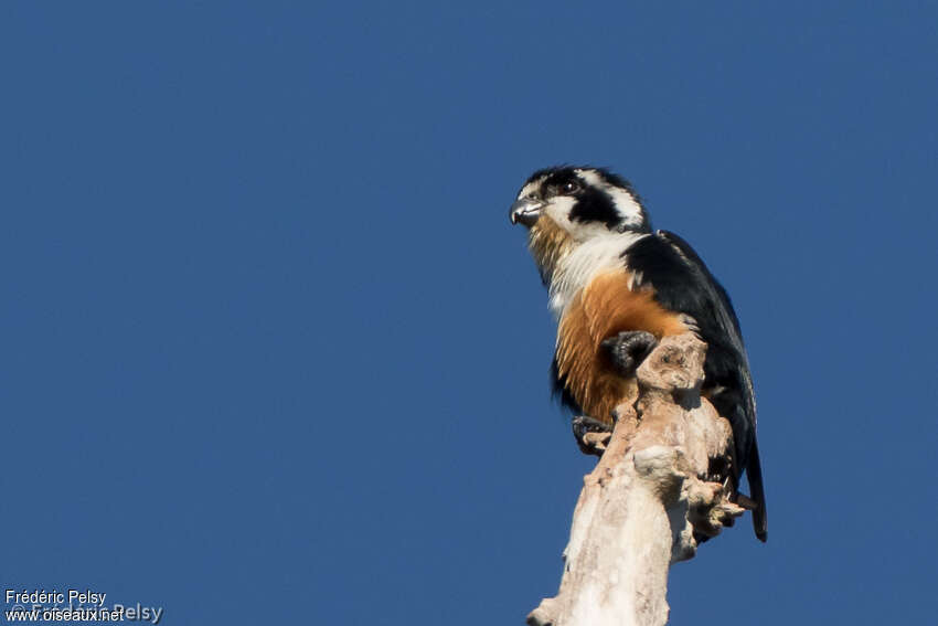 Black-thighed Falconetadult, identification