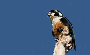 Black-thighed Falconet