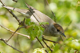 Eurasian Blackcap