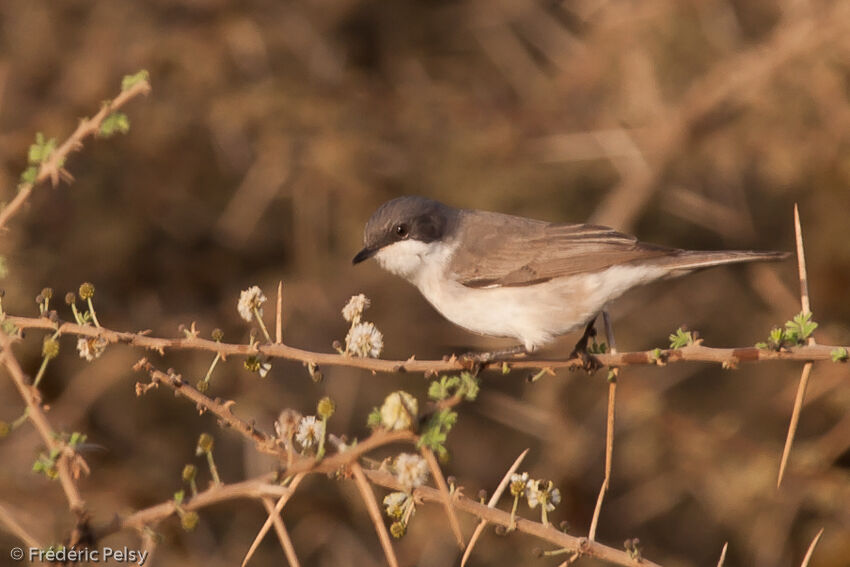 Lesser Whitethroat