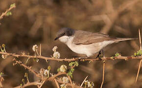 Lesser Whitethroat