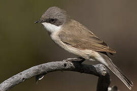 Lesser Whitethroat