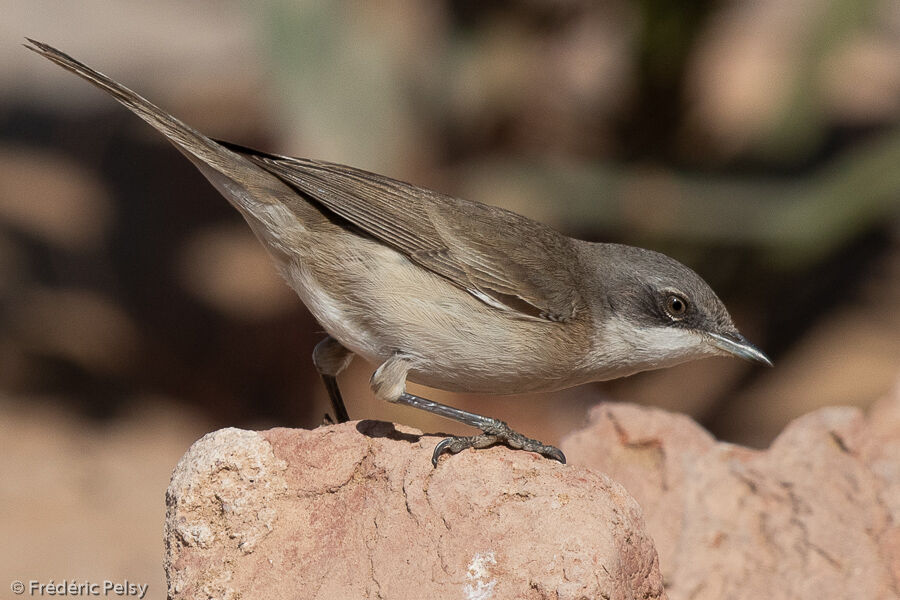 Lesser Whitethroat