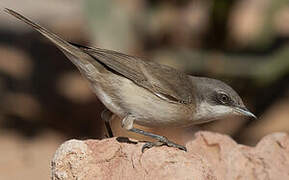 Lesser Whitethroat