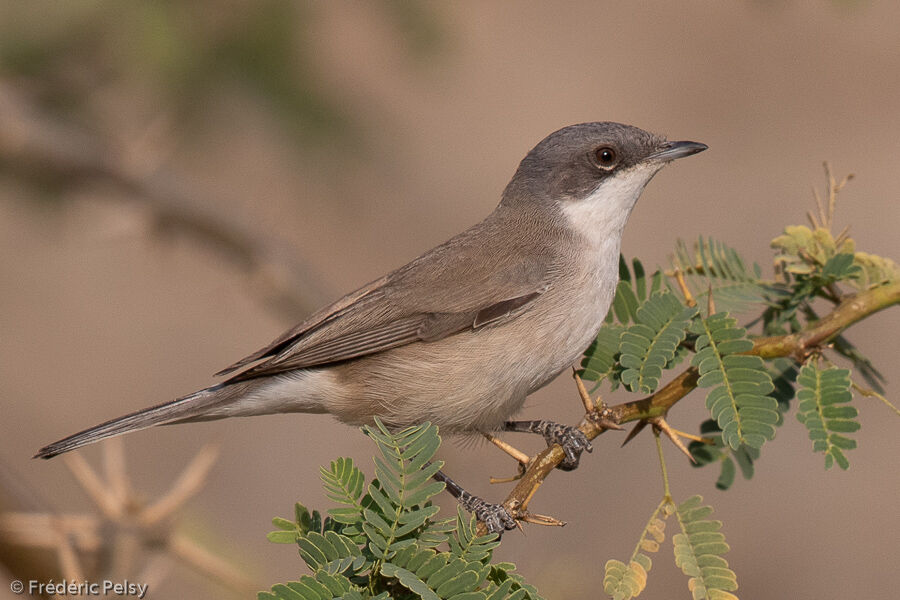 Lesser Whitethroat