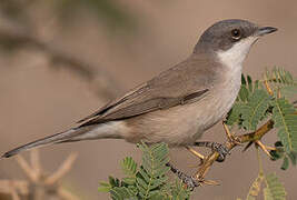 Lesser Whitethroat