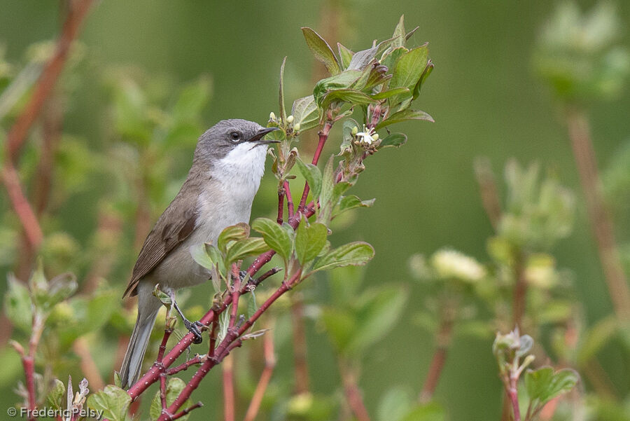 Lesser Whitethroat