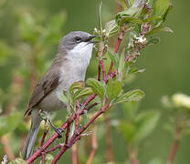 Lesser Whitethroat