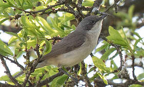 Lesser Whitethroat