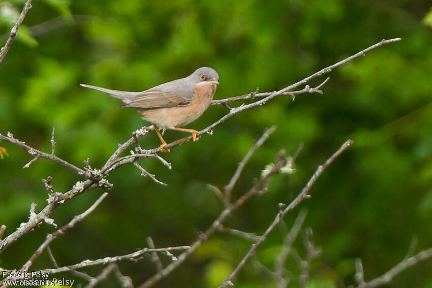 Fauvette de Moltoni mâle adulte, identification