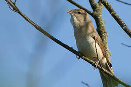 Garden Warbler