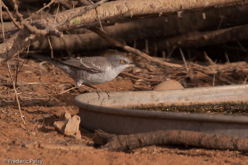 Barred Warbleradult