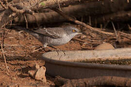 Barred Warbler